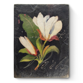 T640 - White Magnolia