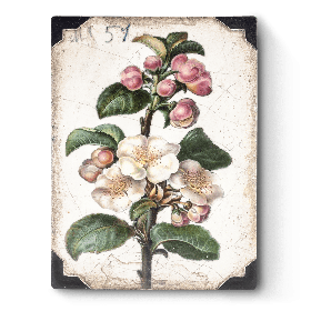 Apple Blossom