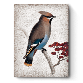 Waxwing