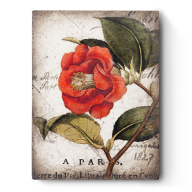Red Camellia