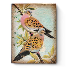 Turtle Doves