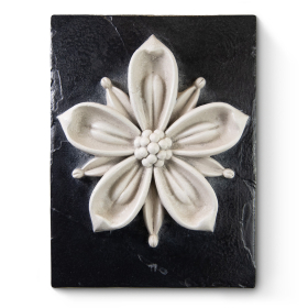 White Cosmopolitan Flower