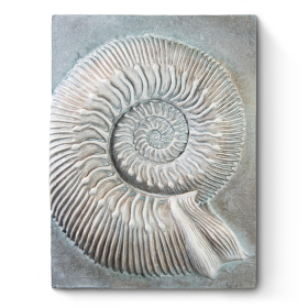 Nautilus Shell