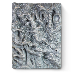 Fossilized Coral