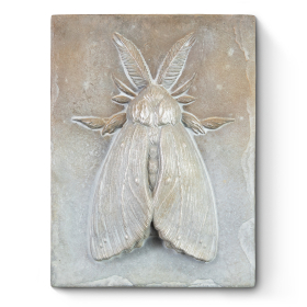 Moth