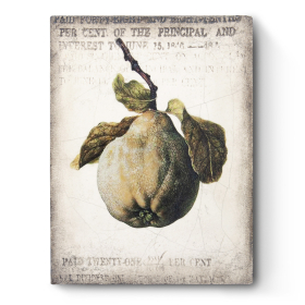 Ancient Pear