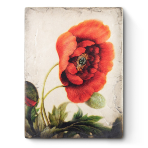 Red Poppy
