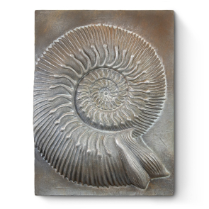 Nautilus Shell