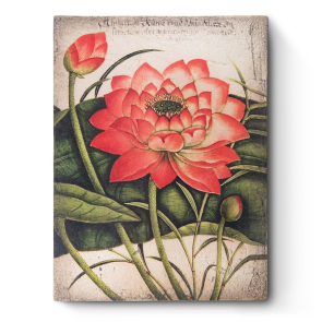 Water Lilies