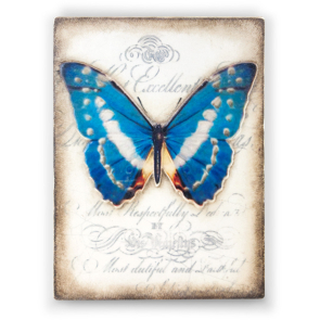 Metamorphosis