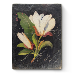White Magnolia