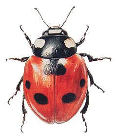 Ladybug
